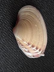 Hysteroconcha lupanaria