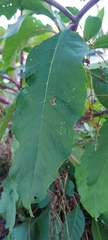 Phytolacca americana