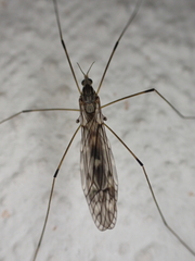 Tipula