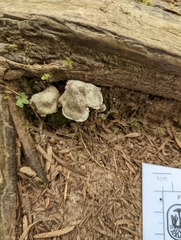 Rhodocybe