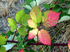 Rubus armeniacus