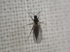 Sciaroidea