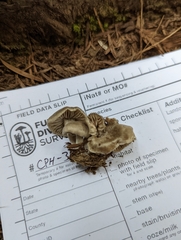 Rhodocybe