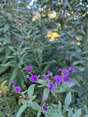 Vernonia missurica