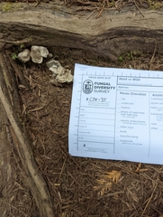 Rhodocybe