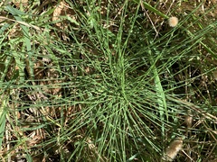 Equisetum telmateia