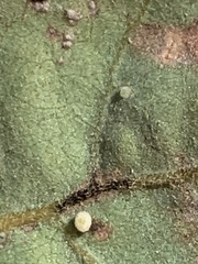 Neuroterus saltatorius