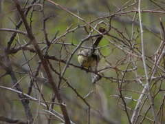 Stigmatura budytoides