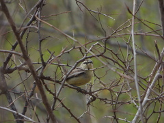 Stigmatura budytoides