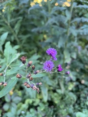Vernonia missurica