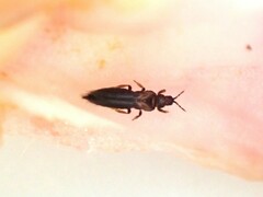 Thrips obscuratus
