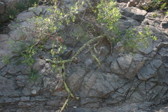Cylindropuntia thurberi