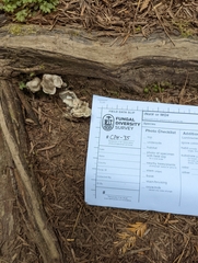 Rhodocybe