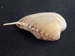 Hysteroconcha lupanaria