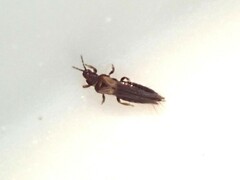 Thrips obscuratus