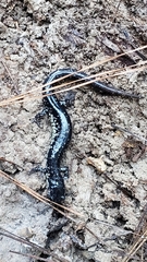 Plethodon mississippi