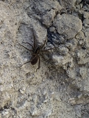 Pardosa