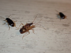 Rhyparochrominae