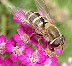 Syrphus