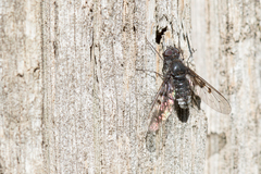 Anthrax trifasciatus