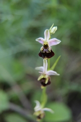 Ophrys fuciflora