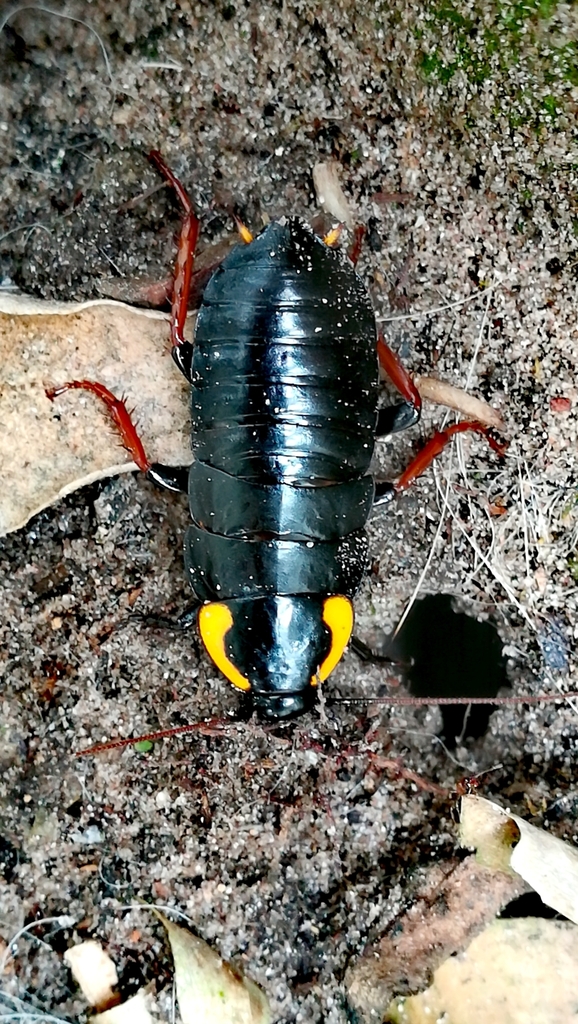 Pseudoderopeltis