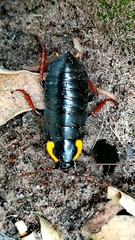 Pseudoderopeltis albilatera