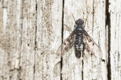Anthrax trifasciatus