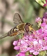 Syrphus
