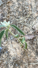 Croton monanthogynus