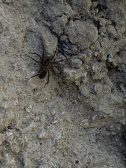 Pardosa