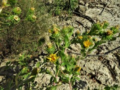 Grindelia ciliata