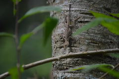 Anolis schiedii