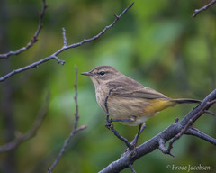 Setophaga palmarum palmarum