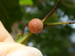 Acraspis pezomachoides