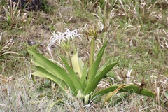 Crinum pedunculatum