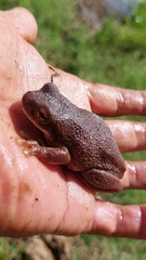 Trachycephalus typhonius