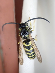 Vespula vulgaris