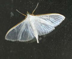 Palpita