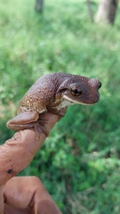 Trachycephalus typhonius