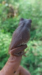 Trachycephalus typhonius