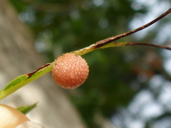 Acraspis pezomachoides