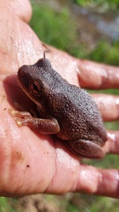 Trachycephalus typhonius