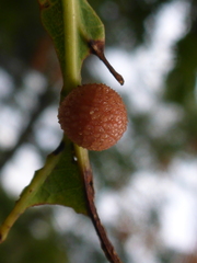 Acraspis pezomachoides