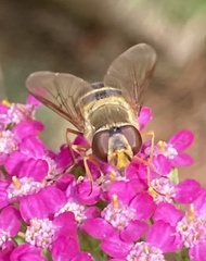 Syrphus