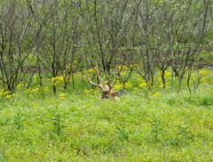 Blastocerus dichotomus