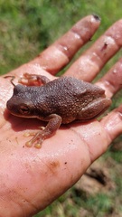 Trachycephalus typhonius