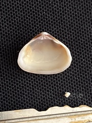 Tivela