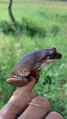 Trachycephalus typhonius