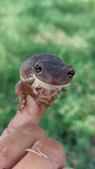 Trachycephalus typhonius